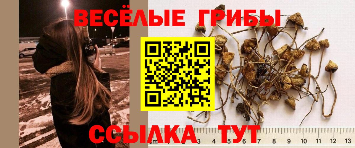 Канаш  Псилоцибиновые грибы мицелий  Галлюциногенные грибы GOLDEN TEACHER  купить наркоту  Вход с VPN 